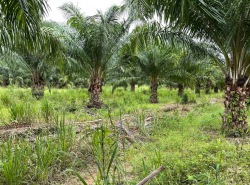 รถมือสอง อสังหาริมทรัพย์ ที่ดิน ปี 0 
