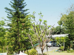 บ้านหลังใหญ่ ขายตามสภาพ ติดถนนใหญ่ โซนดอยสะเก็ด     