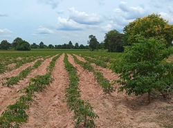 รถมือสอง อสังหาริมทรัพย์ ที่ดิน ปี 0 