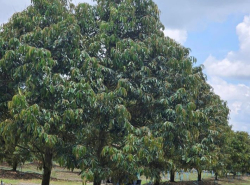 รถมือสอง อสังหาริมทรัพย์ ที่ดิน ปี 0 