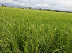 รถมือสอง อสังหาริมทรัพย์ ที่ดิน ปี 0 