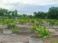 รถมือสอง อสังหาริมทรัพย์ ที่ดิน ปี 0 