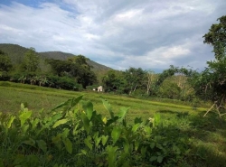 ขายที่ดินสวย มีถนนผ่าน ไฟฟ้าหน้าที่ดิน ลวงเหนือ ดอยสะเก็ด 