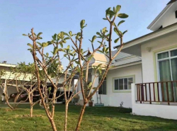 ขายบ้านพร้อมที่ดินราคาถูก โซนสันผักหวาน หางดง เชียงใหม่ ติดเขตอำเภอเมือง