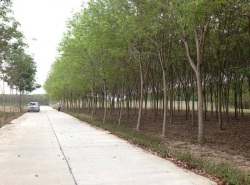 รถมือสอง อสังหาริมทรัพย์ ที่ดิน ปี 0 