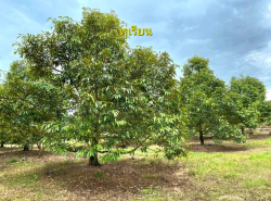 รถมือสอง อสังหาริมทรัพย์ ที่ดิน ปี 0 