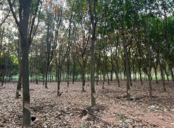 รถมือสอง อสังหาริมทรัพย์ ที่ดิน ปี 0 