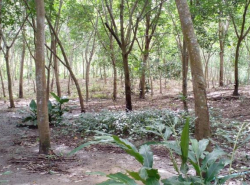 รถมือสอง อสังหาริมทรัพย์ ที่ดิน ปี 0 