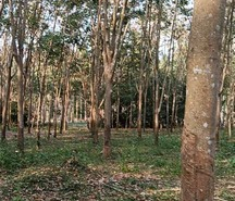 รถมือสอง อสังหาริมทรัพย์ ที่ดิน ปี 0 