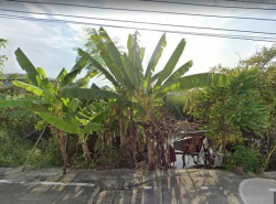 ขายที่ดิน200ตร.ว.ย่านรังสิตปทุมธานีใกล้รพ.กรุงสยามเซ็นต์คาร์ลอสตลาดพูนทรัพย์