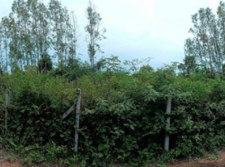 ขายที่ดิน 155 ตร.ว.  ถนนหัวหินห้วยมงคล 10 หัวหิน ประจวบคิรีขันธ์   ZW489