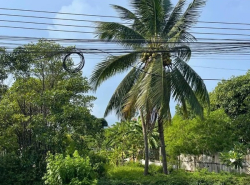 อสังหาริมทรัพย์ ที่ดิน ปี 