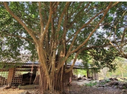 รถมือสอง อสังหาริมทรัพย์ ที่ดิน ปี 0 