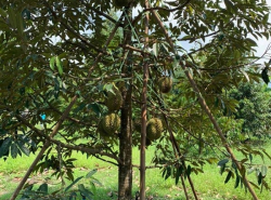 รถมือสอง อสังหาริมทรัพย์ ที่ดิน ปี 0 
