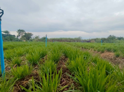 รถมือสอง อสังหาริมทรัพย์ ที่ดิน ปี 0 