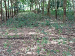 รถมือสอง อสังหาริมทรัพย์ ที่ดิน ปี 0 