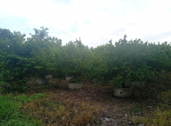 รถมือสอง อสังหาริมทรัพย์ ที่ดิน ปี 0 