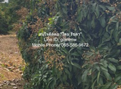 พื้นที่ดิน ขายที่ดินสวนลำไย ต.ขุนดง อ.หางดง จ.เชียงใหม่ (น.ส.4 จ)  2 RAI 0 NGAN 0 ตร.วา 2500000 BAHT. ใกล้ โรงพยาบาลหางดง 4 กม. ราคาคุ้ม เชียงใหม่   
