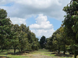 รถมือสอง อสังหาริมทรัพย์ ที่ดิน ปี 0 