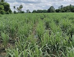 รถมือสอง อสังหาริมทรัพย์ ที่ดิน ปี 0 
