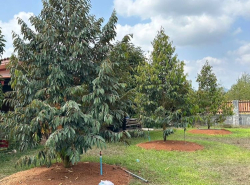 รถมือสอง อสังหาริมทรัพย์ ที่ดิน ปี 0 