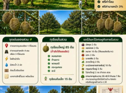 ขายสวนทุเรียน 5 ไร่ (โฉนด) พร้อมเก็บเกี่ยวผลผลิต บ้านค่าย ระยอง