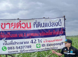 ด่วน ขายที่ดินแม่สอด-ห้วยกระโหลก จำนวน 42 ไร่ (ที่ดินมีโฉนด นส.4 ครุฑ