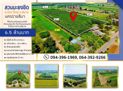 ขายที่ดิน พร้อมสวนมะยงชิด อ.พิมาย จ.นครราชสีมา  พร้อมสวนมะยงชิด