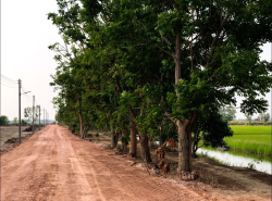 รถมือสอง อสังหาริมทรัพย์ ที่ดิน ปี 0 