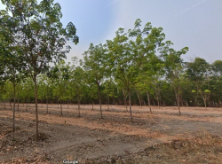 รถมือสอง อสังหาริมทรัพย์ คอนโดมิเนียม ปี 0 