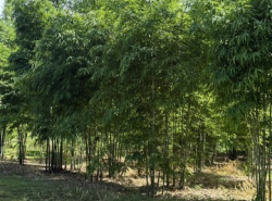 รถมือสอง อสังหาริมทรัพย์ ที่ดิน ปี 0 