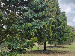 รถมือสอง อสังหาริมทรัพย์ ที่ดิน ปี 0 