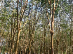 รถมือสอง อสังหาริมทรัพย์ ที่ดิน ปี 0 