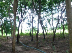 รถมือสอง อสังหาริมทรัพย์ ที่ดิน ปี 0 