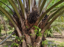 รถมือสอง อสังหาริมทรัพย์ ที่ดิน ปี 0 