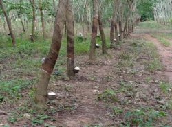 รถมือสอง อสังหาริมทรัพย์ ที่ดิน ปี 0 