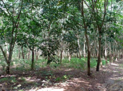 อสังหาริมทรัพย์ - ที่ดิน