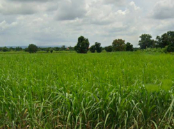 รถมือสอง อสังหาริมทรัพย์ ที่ดิน ปี 0 