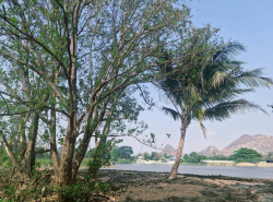 อสังหาริมทรัพย์ - ที่ดิน