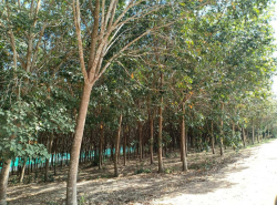 รถมือสอง อสังหาริมทรัพย์ ที่ดิน ปี 0 