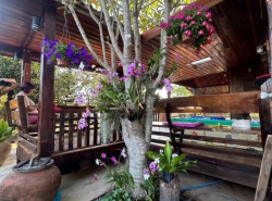 อสังหาริมทรัพย์ - ที่ดิน