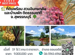 ขายที่ดินแปลงใหญ่ 19 ไร่ พร้อมสวนอินทผลัมให้ผลผลิต ใกล้ถนนใหญ่ ดอนเจดีย์ สุพรรณบุรี