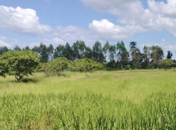 รถมือสอง อสังหาริมทรัพย์ ที่ดิน ปี 0 