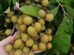 รถมือสอง อสังหาริมทรัพย์ ที่ดิน ปี 0 