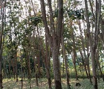 รถมือสอง อสังหาริมทรัพย์ ที่ดิน ปี 0 