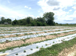 รถมือสอง อสังหาริมทรัพย์ ที่ดิน ปี 0 