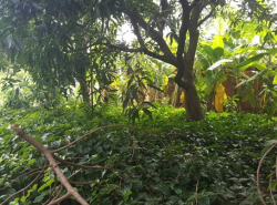 ขายที่ดิน สุขุมวิท 50 ซอยสวัสดี เนื้อที่ 3 งาน 97 ตรว. ถมแล้ว