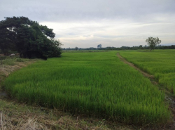 รถมือสอง อสังหาริมทรัพย์ ที่ดิน ปี 0 