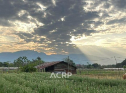 ขายที่ดินแปลงสวย วิวดอยสุเทพ อ.แม่ริม จ.เชียงใหม่ ขนาด 320 ตร.ว. 