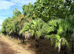 ขายที่ดินพร้อมสิ่งปลูกสร้าง เนื้อที่ 3 ไร่ 1 งาน 94 ตารางวา ตำบลพุแค จ